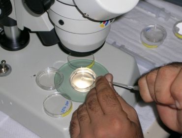 Coleta e transferencia de embrião